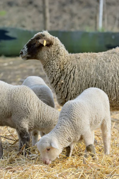 Nyfödda lamm på gården Stockbild