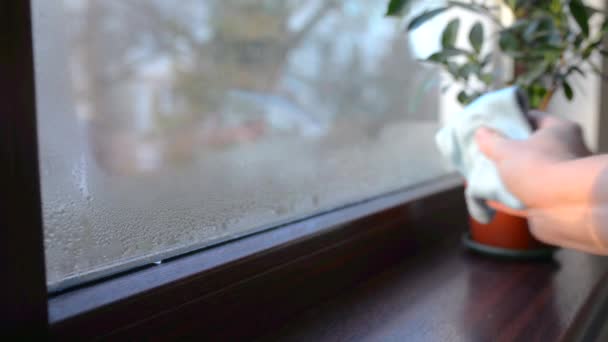Femme Nettoyage Condensation Eau Sur Fenêtre — Video