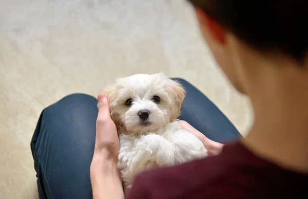 Teen pojke med vit valp maltesiska dog Stockfoto