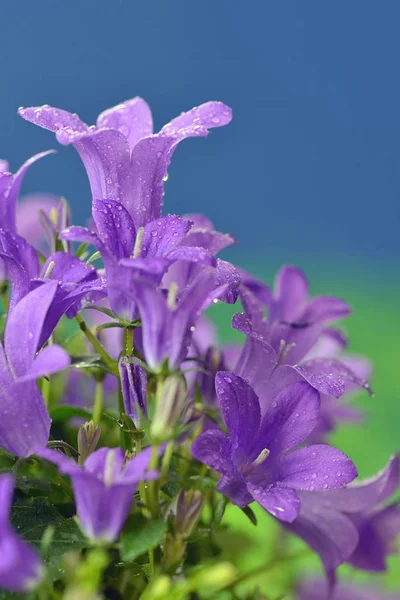 Dalmatské zvonek (Campanula portenschlagiana) — Stock fotografie