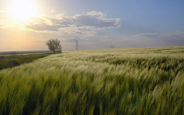 Sonnenuntergang über dem grünen Roggenfeld — Stockfoto