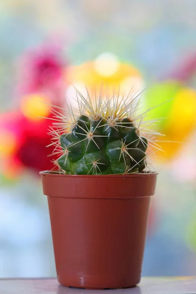 Cactus in pot on table — Stock Photo, Image