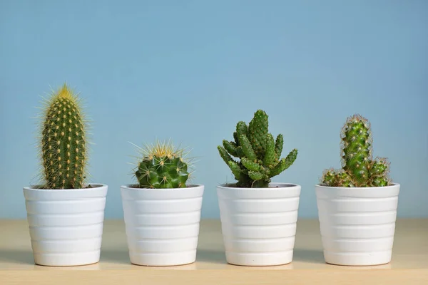 Różne rodzaje kaktusów w doniczkach — Zdjęcie stockowe