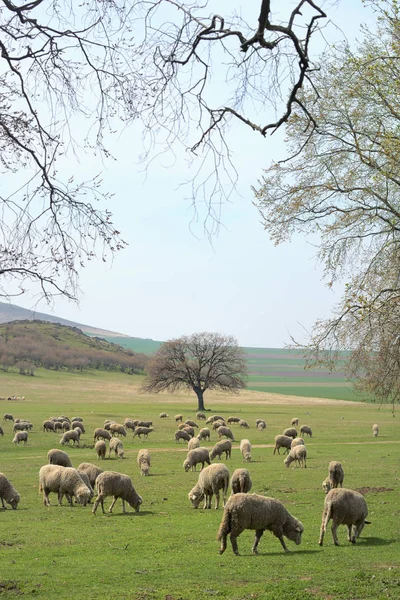 Flock of sheep on field