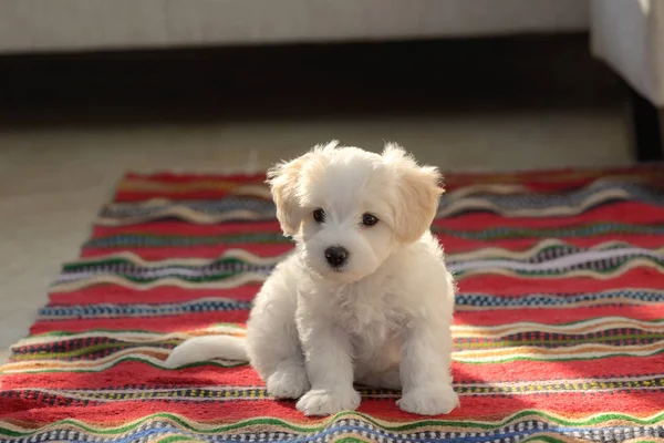 白色小狗马耳他犬坐在地毯上 免版税图库照片