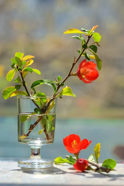 Japanese ornamental quince - Chaenomeles japonica — Stock Photo, Image