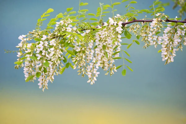Rama de Acacia Flores — Foto de Stock