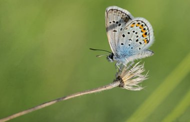 Polyommatus bellargus, Adonis mavi kelebek 