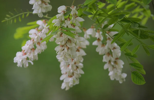 Rama de Acacia Flores en primavera — Foto de Stock