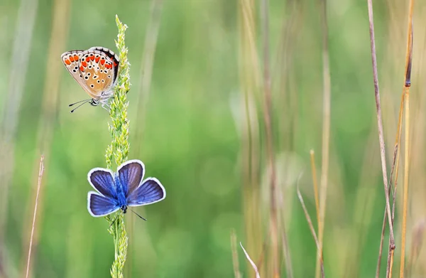 Голубянка bellargus, Адонис Голубая бабочка — стоковое фото