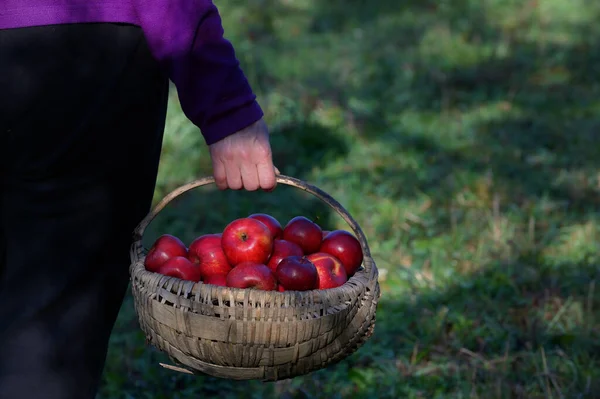 Les mains du fermier tiennent un grand panier rempli de pommes mûres — Photo