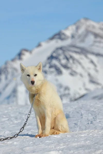 Sozinho cão da Groenlândia no inverno — Fotografia de Stock