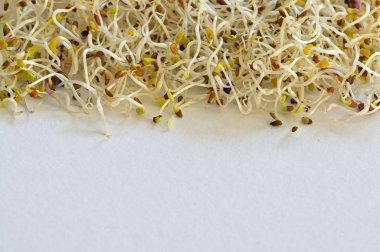 Alfalfa Sprout 'a yakın çekim