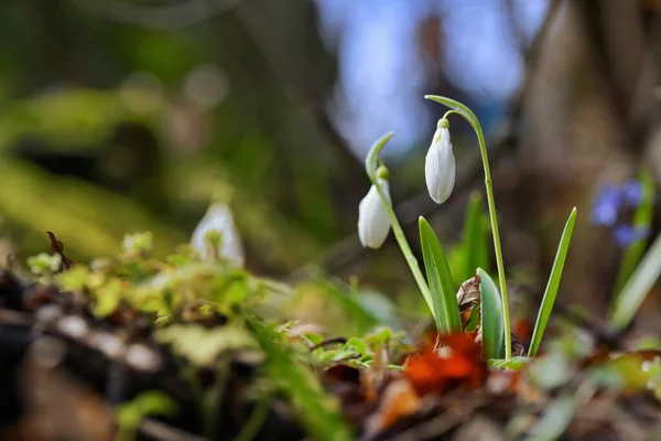 Detalhes Gotas Neve Floresta Primavera Manhã — Fotografia de Stock