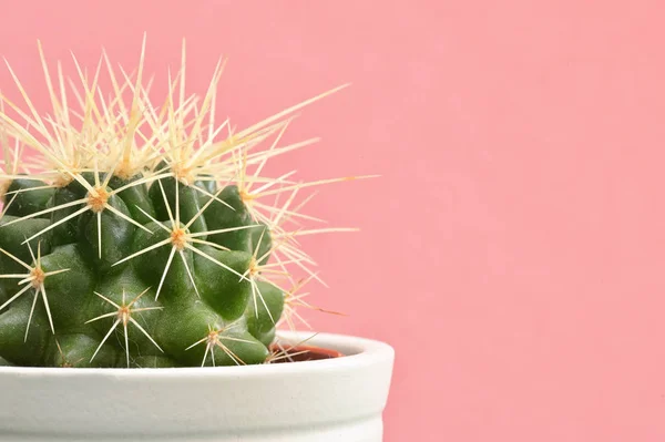 Single Cactus Plants Pink Paper Background — Stock Photo, Image