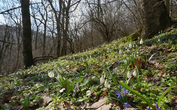 Gotas Neve Floresta Primavera Manhã — Fotografia de Stock