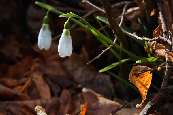 Részletek Hóvirág Reggeli Tavaszi Erdőben — Stock Fotó