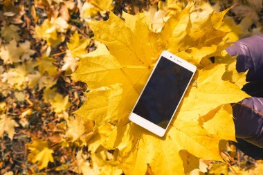 Akçaağaç sonbahar yaprakları telefon