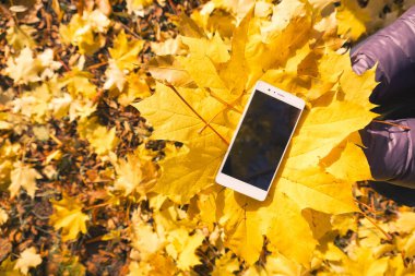 Akçaağaç sonbahar yaprakları telefon