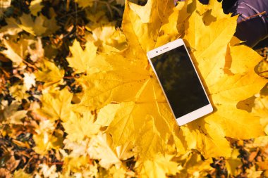 Akçaağaç sonbahar yaprakları telefon