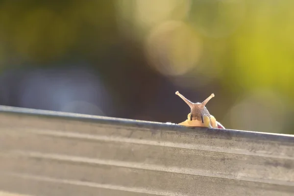 Summer portrait of a cool snail — Stock Photo, Image