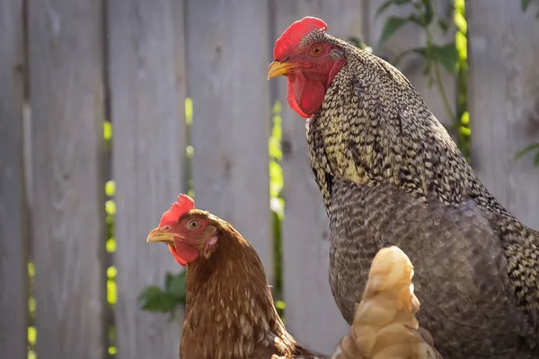 Hahn mit Huhn haben den Blick verdeckt — Stockfoto