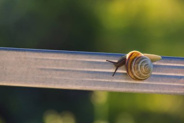 Serin bir salyangoz yaz portresi