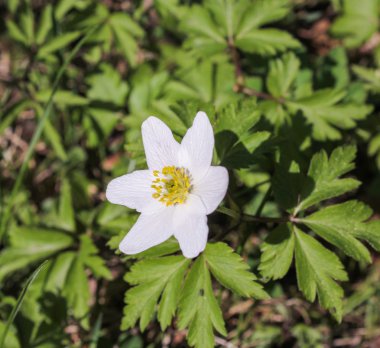 İlk beyaz kardelen.