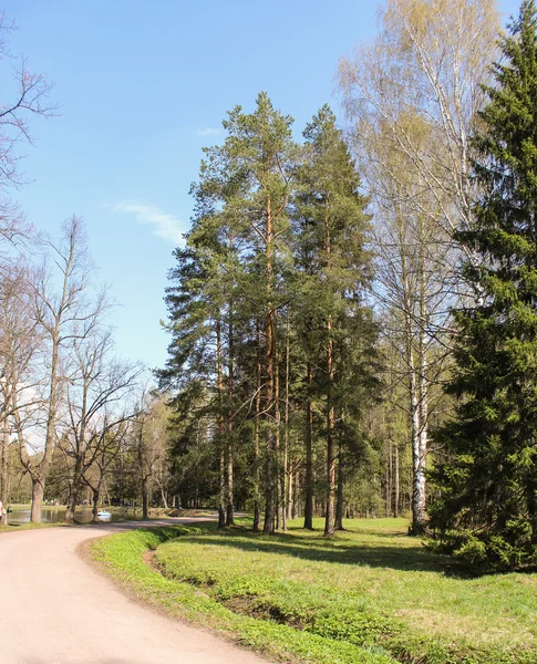 Słoneczny dzień w parku. — Zdjęcie stockowe