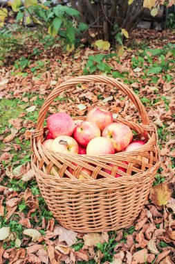 Olgun elma sepeti.