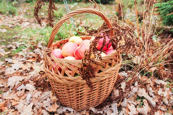 Apples and dried plants. — Stock Photo, Image