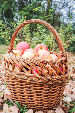 Sepet elma dolu..