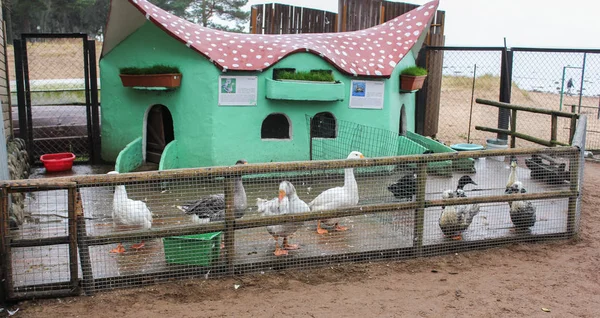 Kümes hayvanları ile bölge. — Stok fotoğraf