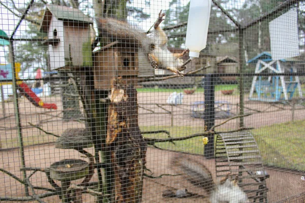 Squirrel in drinkers. — Stock Photo, Image