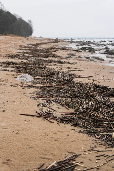 Tepeler kamışı sahilde.