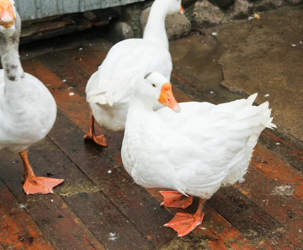 Três patos brancos . — Fotografia de Stock