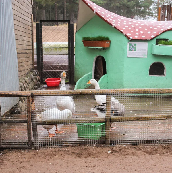 Gänse mit Enten. — Stockfoto