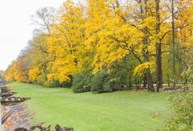 Parkta parlak sarı ağaçlar.