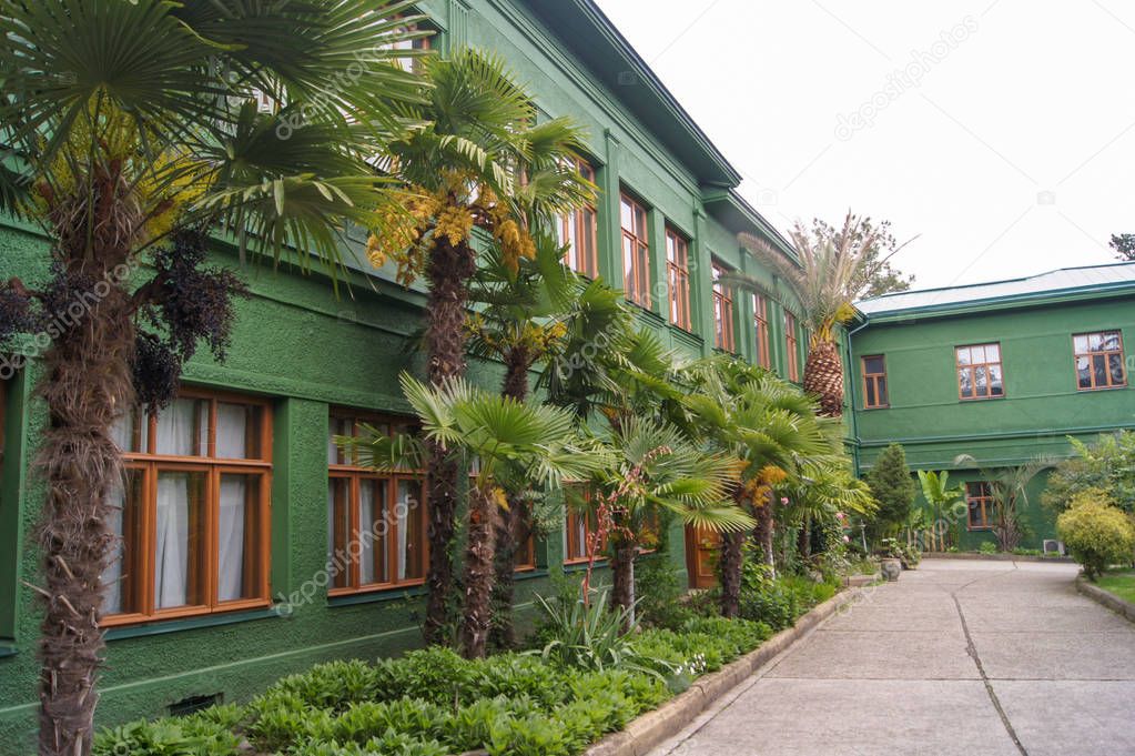 Palm trees along the house.