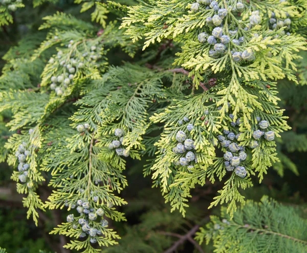 Arborvitae branches with cones. — Stock Photo, Image