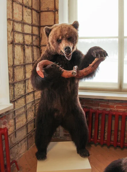 Vycpaný hnědý medvěd. — Stock fotografie