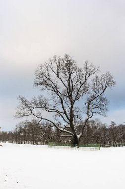 Eski meşe ağacının kış Park.