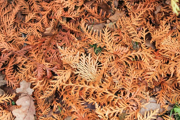 Feuilles tombées d'arborvitae . — Photo