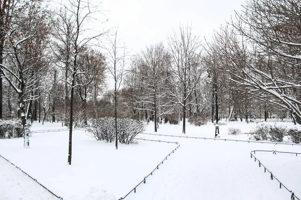 Parc d'hiver à Saint-Pétersbourg . — Photo