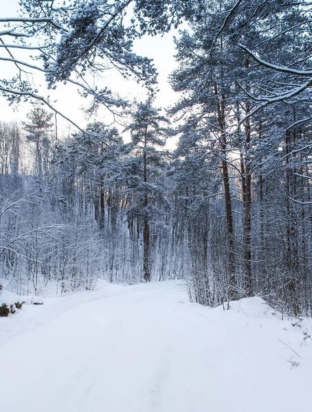 Strada forestale invernale . — Foto Stock