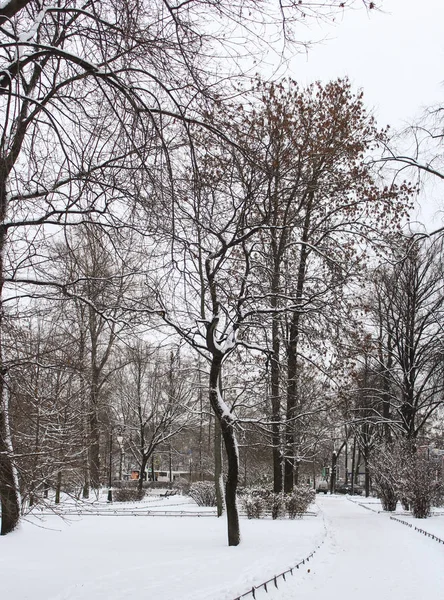 Деревья в зимнем парке. — стоковое фото