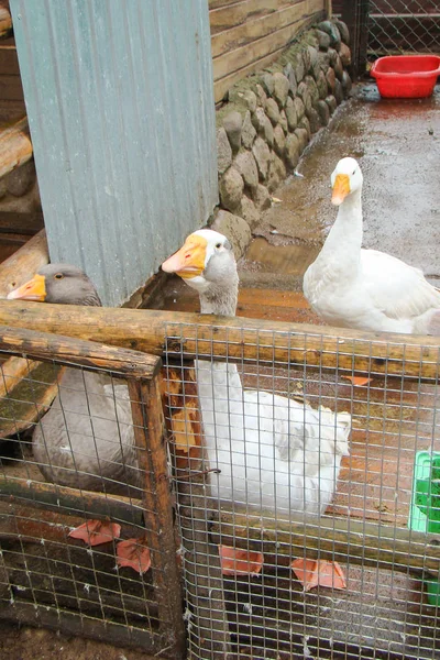 Geese in the aviary. — Stock Photo, Image