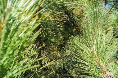 Yeşil çam dalları.