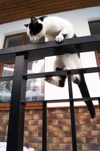 Кот залезает на забор . — стоковое фото