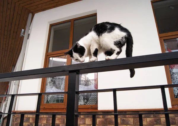 Katze auf dem Zaun. — Stockfoto